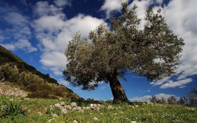 Η αυτοβιογραφία της ελιάς