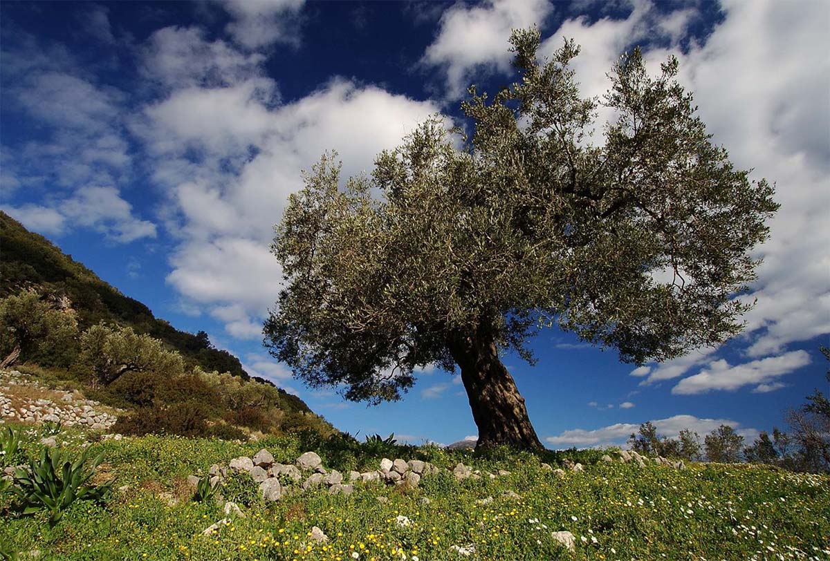 Η αυτοβιογραφία της ελιάς